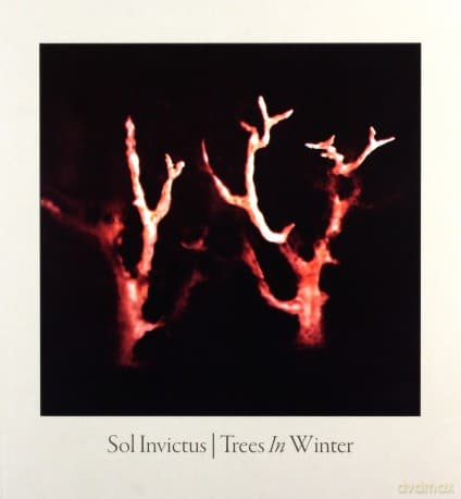 Sol Invictus: Trees In Winter