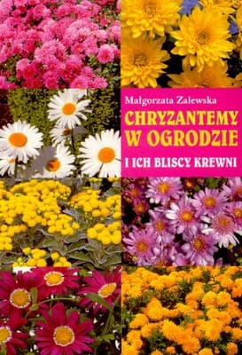 Chryzantemy W Ogrodzie - Małgorzata Zalewska