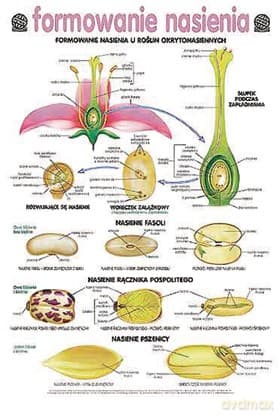 Biologia Plansza Dydaktyczna Formowanie Nasienia
