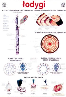 Biologia Plansza Dydaktyczna Łodygi