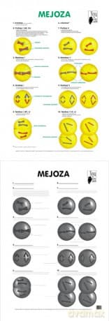 Biologia Plansza Dydaktyczna Mejoza