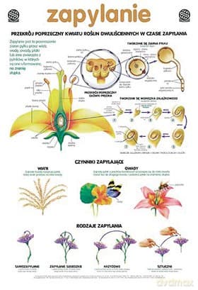 Biologia Plansza Dydaktyczna Zapylanie