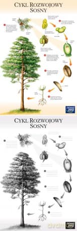 Biologia Plansza Dydaktyczna Cykl Rozwojowy Sosny