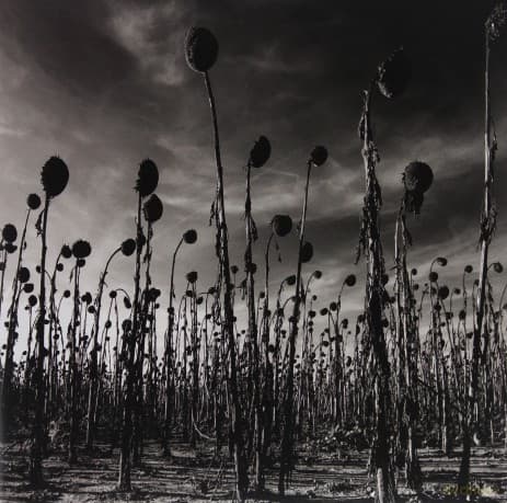 Dead Can Dance: Anastasis