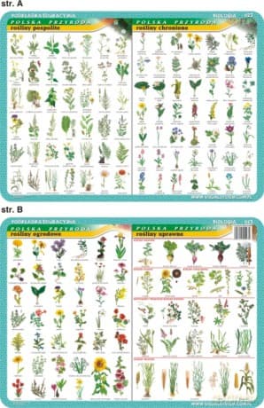 Podkładka edukacyjna 023 -Rośliny pospolite, chronione..