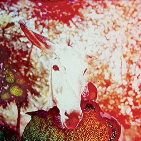 Jerusalem In My Heart: If He Dies If If If If If If