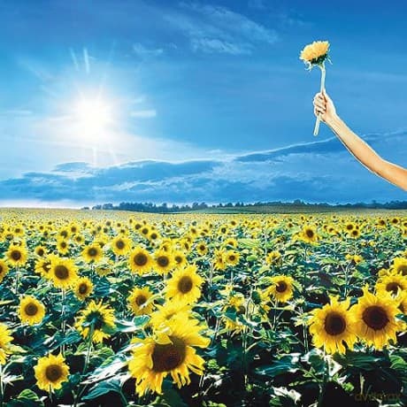 Stone Temple Pilots: Thank You