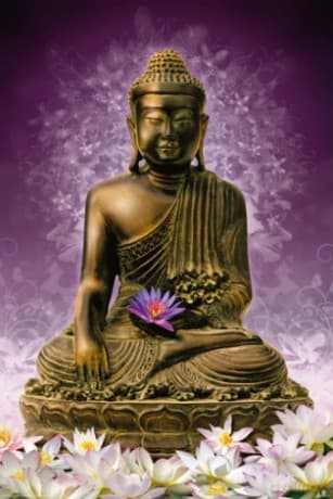 Budda (Lotus)
