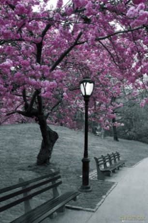 Central Park Blossom