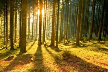 Las - Promienie Słoneczne