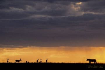 Lioness Hunting - Polowanie