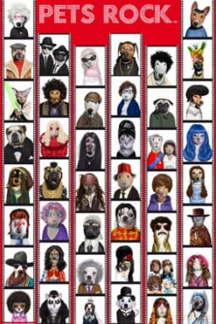 Pets Rock