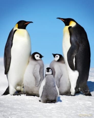 Rodzina Pingwinów