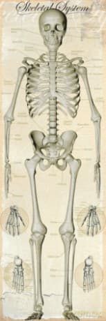 Skeletal System