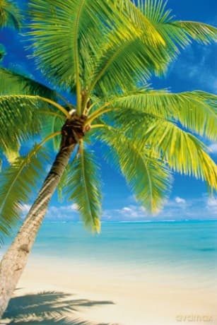 Słoneczna Plaża I Palma