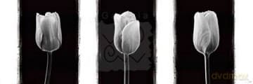 Tulipany (B&W)