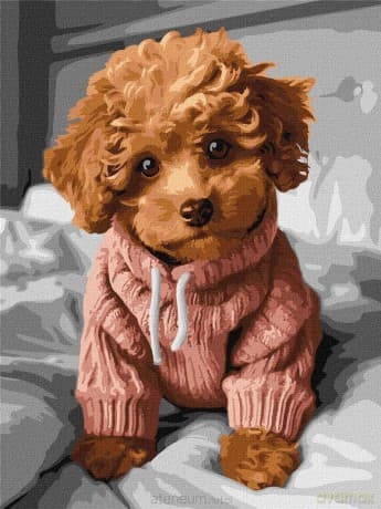 Malowanie po numerach - Magiczny Maltipoo 30x40cm