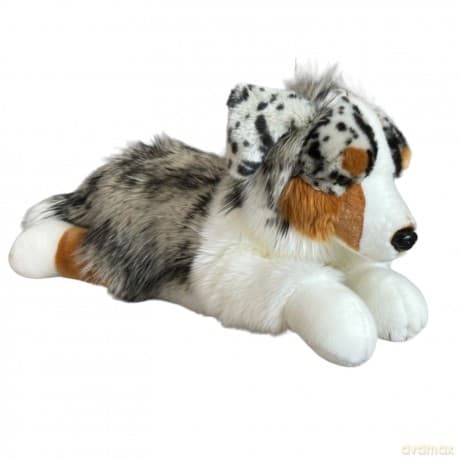 Owczarek australijski leżący 61cm