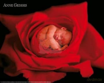 Anne Geddes - red rose - Anne Geddes