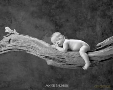 Śpioch na drzewie - Anne Geddes