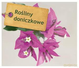 Rośliny doniczkowe