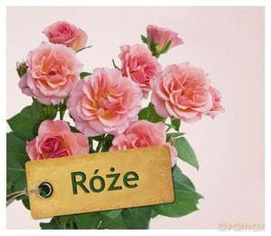 Róże