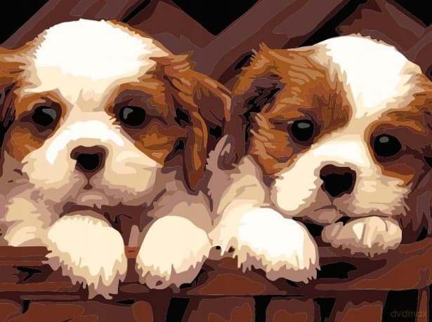 Malowanie po numerach - 30x40cm Dwa psy