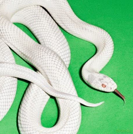 Deftones: Private Music