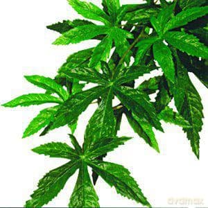 Exo Terra - Abutilon M - Exoterra