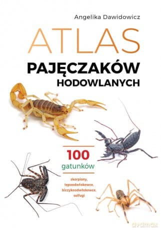 Atlas pajęczaków hodowlanych. 100 gatunków - Angelika Dawidowicz