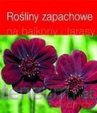Rośliny zapachowe na balkony i tarasy