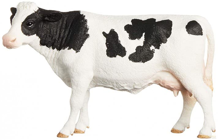 Krowa rasy Holestein