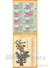 Mapa - Historia XII w. Polski w Europie / Drzewo