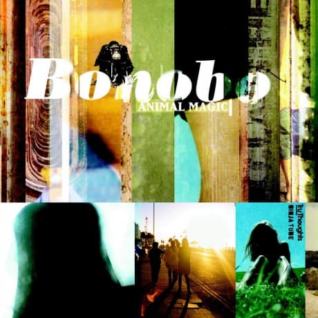 Bonobo: Animal Magic (Yellow)